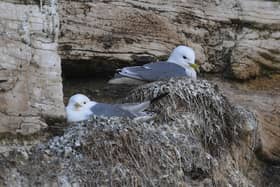 Kittiwakes. Picture by Simon Hulme