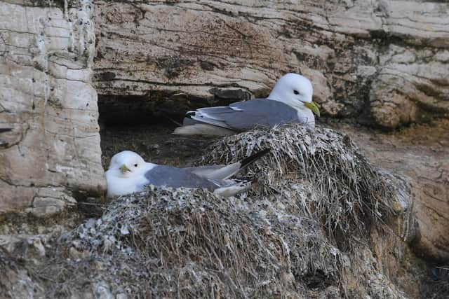 Kittiwakes. Picture by Simon Hulme