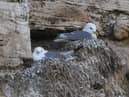 Kittiwakes. Picture by Simon Hulme