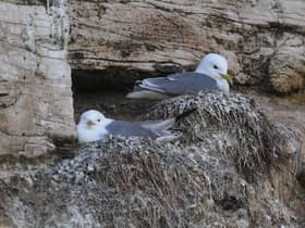 Kittiwakes. Picture by Simon Hulme