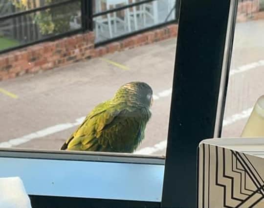 The small green parrot spotted at Colmans Seafood Temple in South Shields.