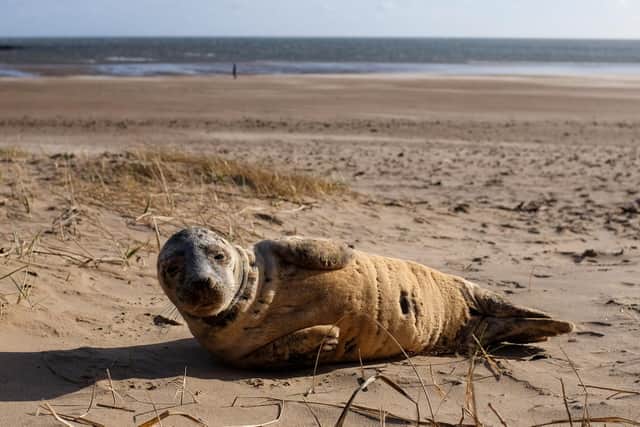 A seal is spotted resting at Seaburn beach/ Credit: Robin Hunter