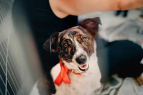Adopting a rescue dog can be very rewarding - Animal News Agency