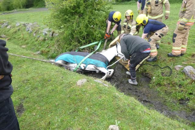 Specialist animal rescue crews from South Shields and Hebburn helped rescue Shanoo from a ditch.