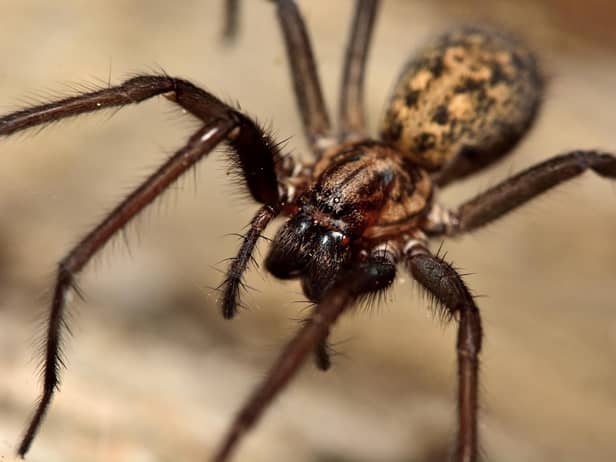 The common House Spider lurks in our homes (photo: Adobe)