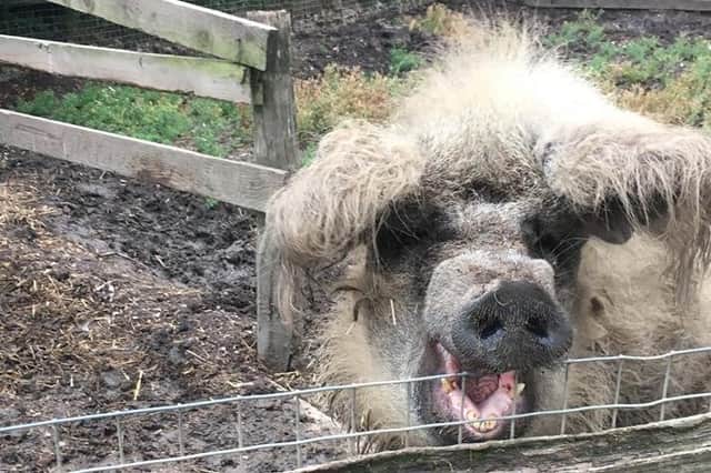 Animals are a big attraction at Jarrow Hall, especially for youngsters.