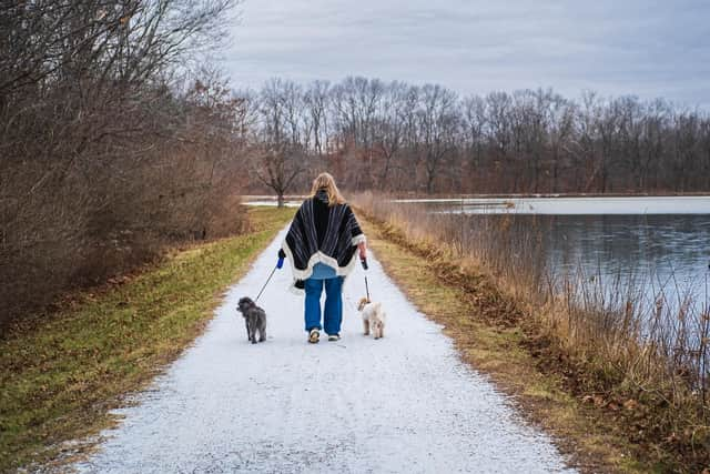 Taking dogs for a winter walk (photo: Adobe)