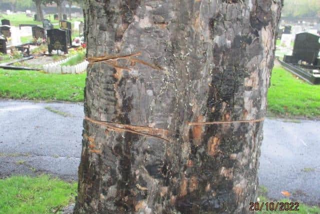 Damage to trees in Hebburn Cemetery.