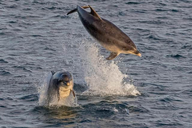 Photographer Stu Thompson captured the pod from South Shields pier on Sunday evening.