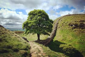 Sycamore Gap and Robin Hood's tree  on Hadrians Wall on a sunny day in Northumbria 