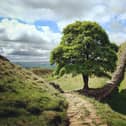 Sycamore Gap and Robin Hood's tree  on Hadrians Wall on a sunny day in Northumbria Pic: Adobe
