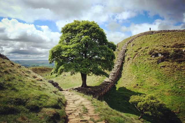 Sycamore Gap and Robin Hood's tree  on Hadrians Wall on a sunny day in Northumbria Pic: Adobe