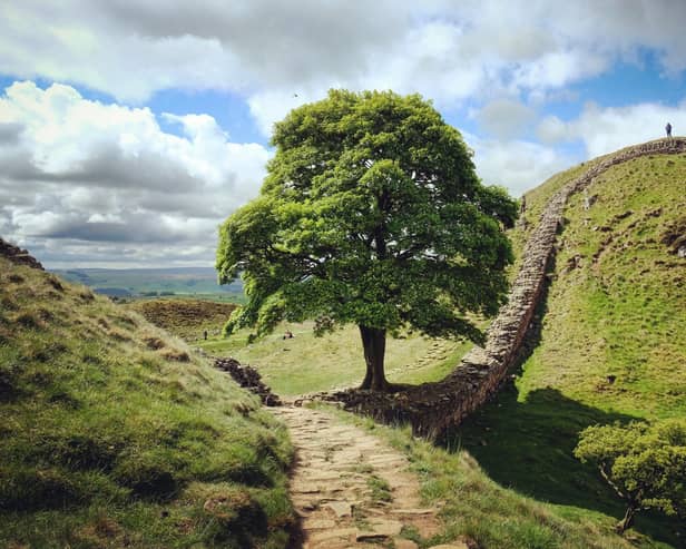 Sycamore Gap and Robin Hood's tree  on Hadrians Wall on a sunny day in Northumbria Pic: Adobe