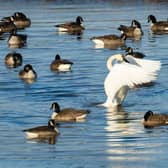 The Council’s Countryside Team is appealing to those who visit the River Don conservation area, via Slake Road, not to feed the large group of swans currently congregating on the riverbank.