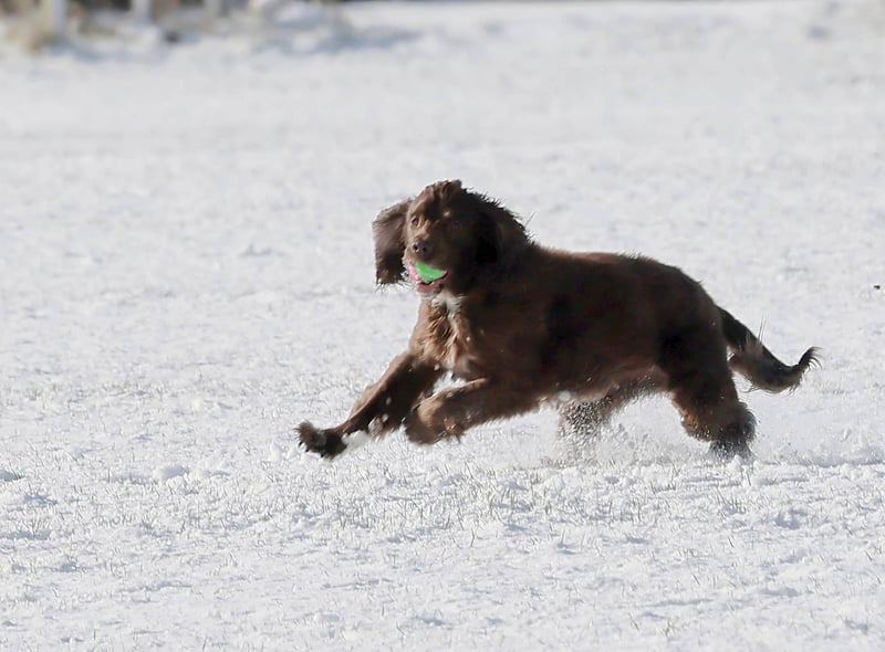 This Wallsend pet was having the time of its life in the snow this week!