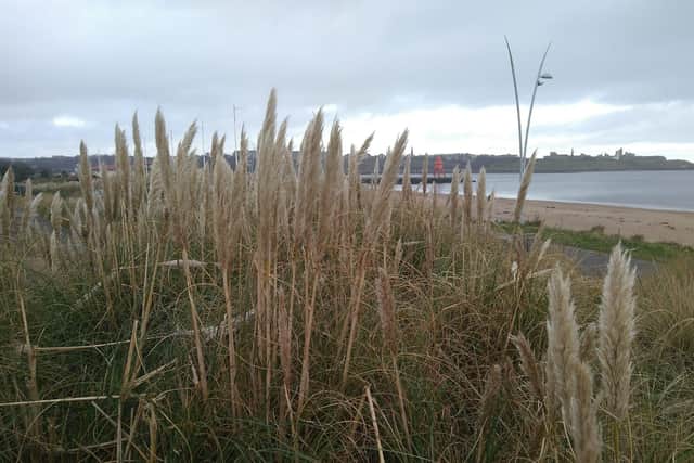The plants are a vital part of the local ecosystem