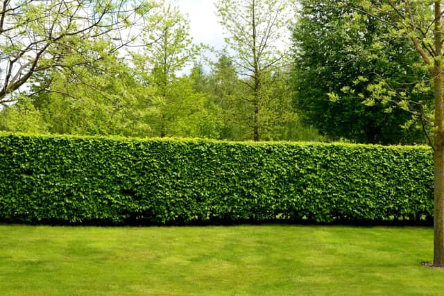 Swap fences for a hedge. Photo: Adobe