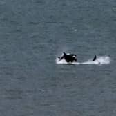 What are thought to be killer whales, captured off the Seaham coast by Tim Ward.