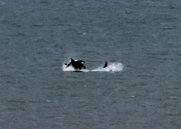 What are thought to be killer whales, captured off the Seaham coast by Tim Ward.