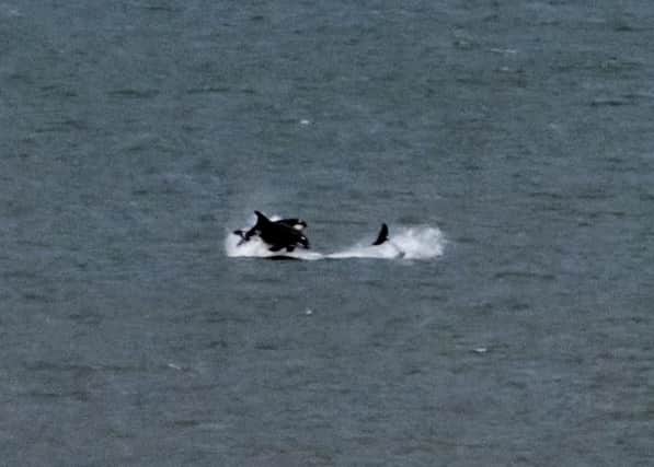 What are thought to be killer whales, captured off the Seaham coast by Tim Ward.