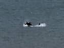 What are thought to be killer whales, captured off the Seaham coast by Tim Ward.