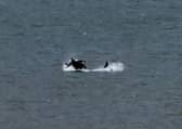 What are thought to be killer whales, captured off the Seaham coast by Tim Ward.
