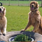 Satisfied customers at Odin Valley Dog Park in East Boldon.