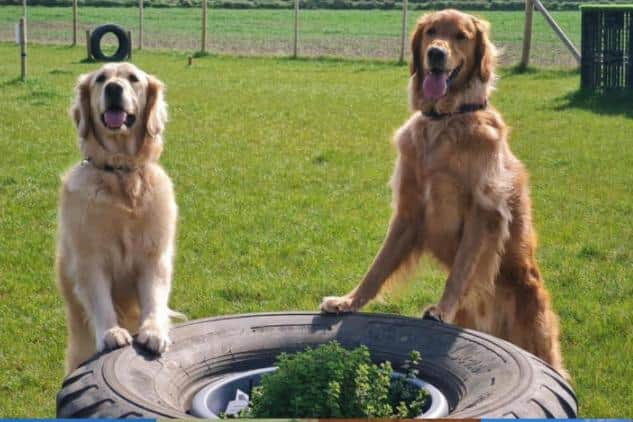 Satisfied customers at Odin Valley Dog Park in East Boldon.