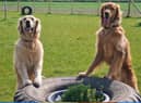 Satisfied customers at Odin Valley Dog Park in East Boldon.