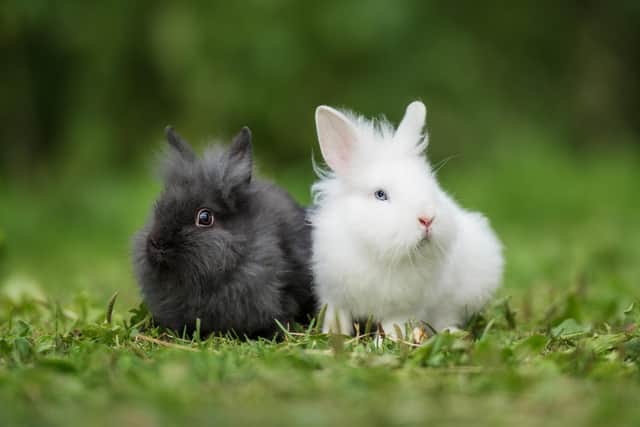 At midnight in Yorkshire on New Year’s eve say "black rabbits, black rabbits, black rabbits", and then, as the clock chimes twelve, say "white rabbits, white rabbits, white rabbits" for good luck (photo: Adobe)