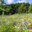 Encourage insects into green spaces. Photo: Adobe