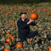 If you’ve planted your own pumpkins in time for the spooky season then now is the time to harvest them