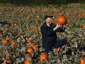 If you’ve planted your own pumpkins in time for the spooky season then now is the time to harvest them