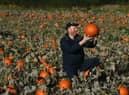 If you’ve planted your own pumpkins in time for the spooky season then now is the time to harvest them