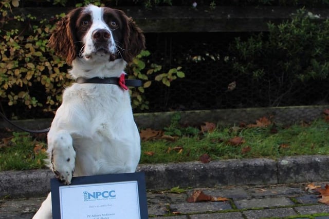 Here’s Bailey with his certificate after finishing his five week drugs, cash and weapons police dog course.
