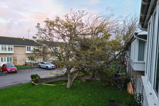 Heavy winds from Storm Claudio have upended a tree causing it to fall down on flats on a Bognor Road.Pic by Neil Cooper