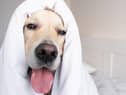 Most pets will be happy with a home temperature of 18 to 20C (photo: Adobe)