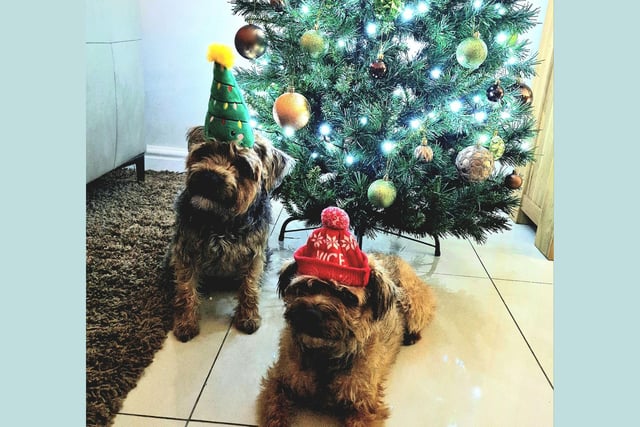 Martha and Evie striking a perfect Christmas card pose under their tree.