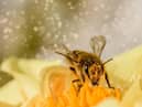 Doing out bit for the bees.