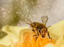 Doing out bit for the bees.
