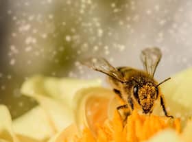 Doing out bit for the bees.