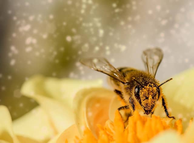 Doing out bit for the bees.