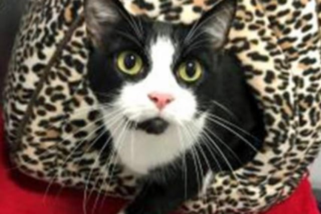 Thomas lives with his 'best cat pal' Tammy and is the shyer cat of the two, but has been finding my feet and my confidence at the adoption centre.
