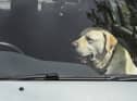 Dogs die in hot cars