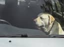 Dogs die in hot cars