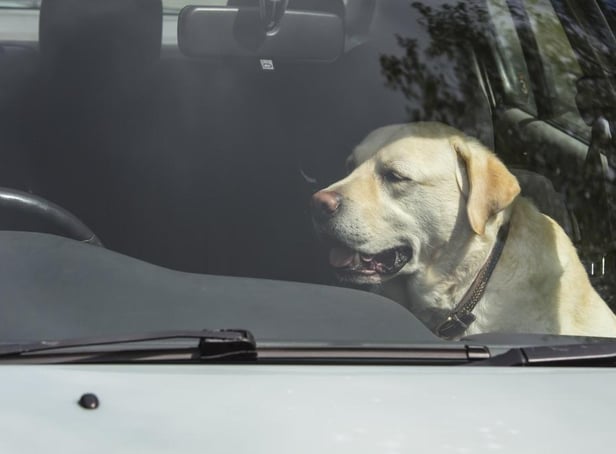 Dogs die in hot cars