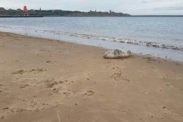 A photo taken by South Shields MP Emma Lewell-Buck as she and others try and arrange the rescue of the seal pup.