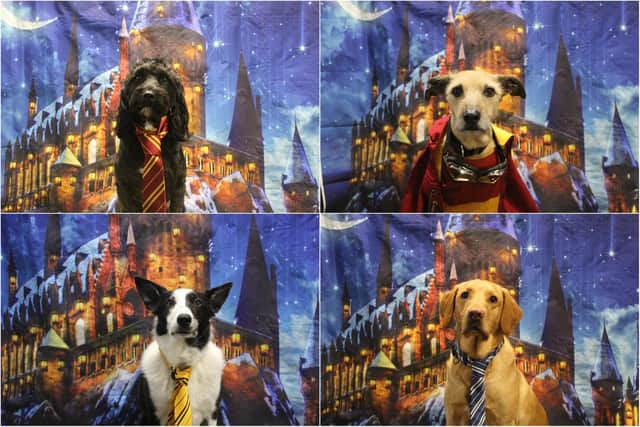 Pets2Impress dog taking part in a Harry Potter themed week