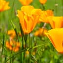 Orange California poppies bloom in spring