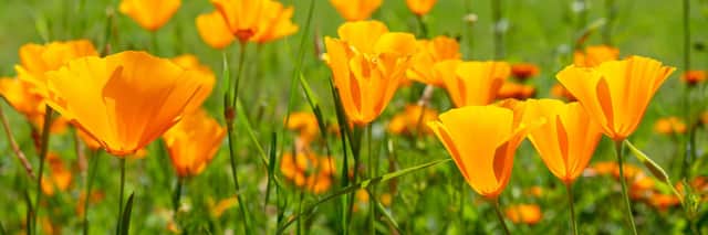 Orange California poppies bloom in spring